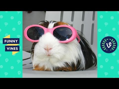 [30 MIN] ULTIMATE Funny Animals Compilation 2018 - Best Animal Videos | Funny Vine